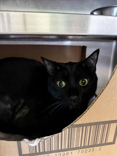 PANTHER, Adult Domestic Short Hair (medium coat), cat for adoption in Westminster, California