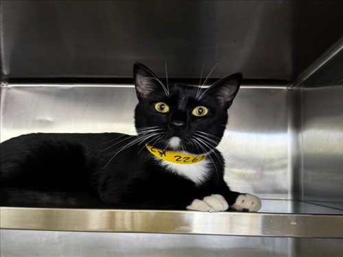 ZEUS, Adult Domestic Short Hair (medium coat), cat for adoption in Westminster, California