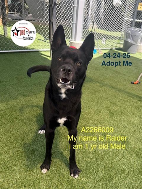 RAIDER, an adoptable Staffordshire Bull Terrier in Los Angeles, CA
