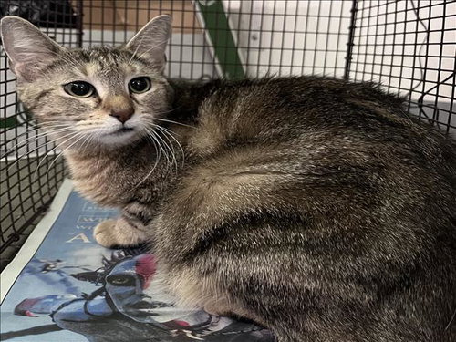 MICHA, Adult Domestic Short Hair (medium coat), cat for adoption in Westminster, California