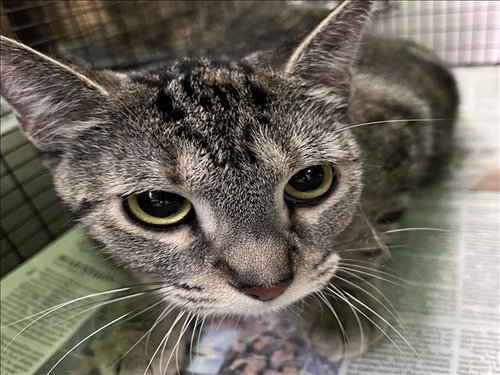 LOCA, Adult Domestic Short Hair (medium coat), cat for adoption in Westminster, California