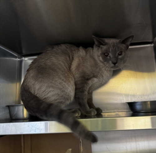 ZOISITE, Adult Siamese (medium coat), cat for adoption in Westminster, California
