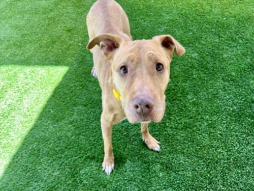 BERTHA, an adoptable Pit Bull Terrier in Los Angeles, CA
