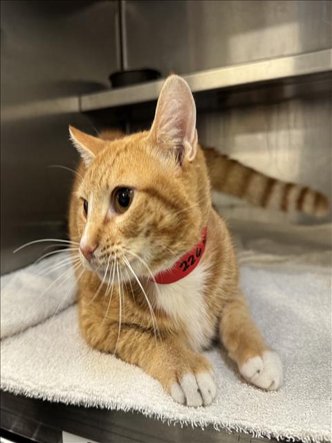 RINGO, Adult Domestic Short Hair (medium coat), cat for adoption in Westminster, California
