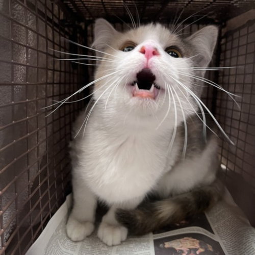 ANGELA, Adult Domestic Short Hair (medium coat), cat for adoption in Westminster, California