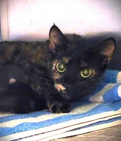 MARA, Adult Domestic Short Hair (medium coat), cat for adoption in Westminster, California