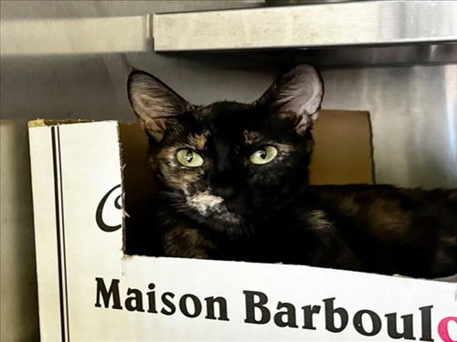 MARA, Adult Domestic Short Hair (medium coat), cat for adoption in Torrance, California