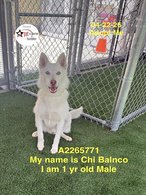 CHI BLANCO