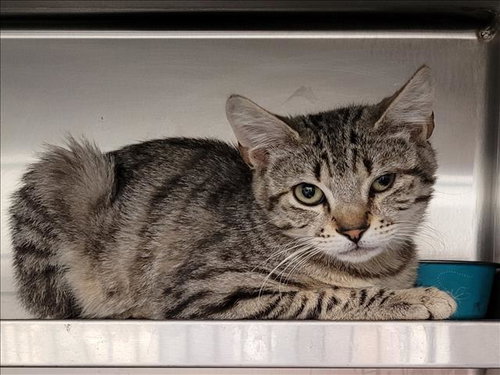 FLUFFY, Young Domestic Short Hair (medium coat), cat for adoption in Alhambra, California