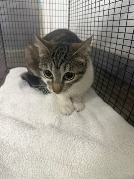 ILENE, Young Domestic Short Hair (medium coat), cat for adoption in Westminster, California