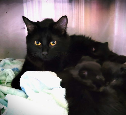 MIRANDA, Young Domestic Short Hair (medium coat), cat for adoption in Westminster, California