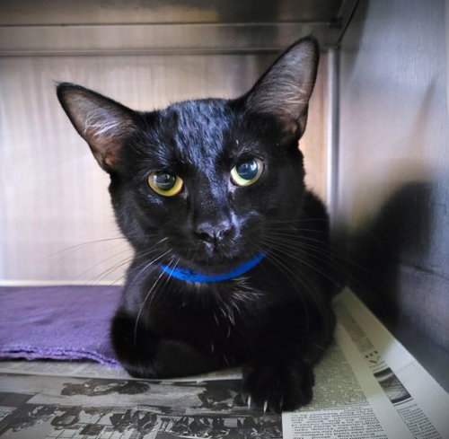 LAINEY, Young Domestic Short Hair (medium coat), cat for adoption in Westminster, California
