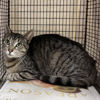 KITTY, Young Domestic Short Hair (medium coat), cat for adoption in Westminster, California