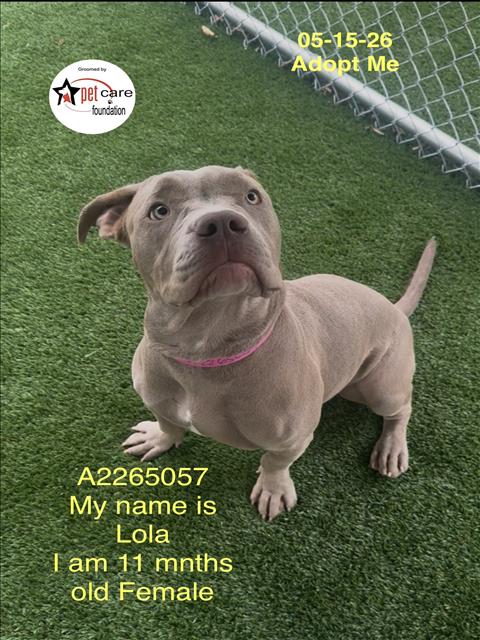 LOLA, an adoptable Pit Bull Terrier in Los Angeles, CA