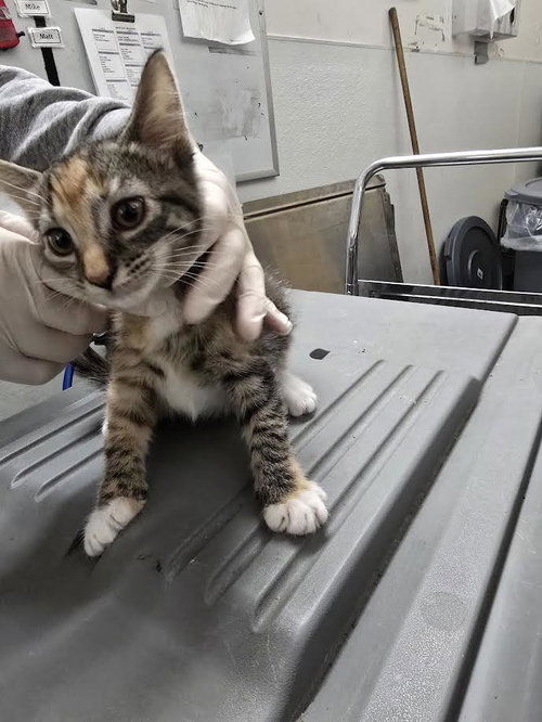 MOLLY, Baby Domestic Short Hair (medium coat), cat for adoption in Brea, California