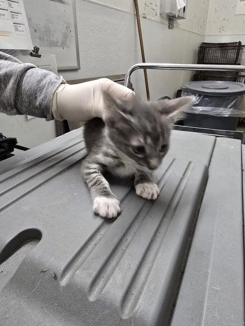 NANCY, Baby Domestic Short Hair (medium coat), cat for adoption in Brea, California