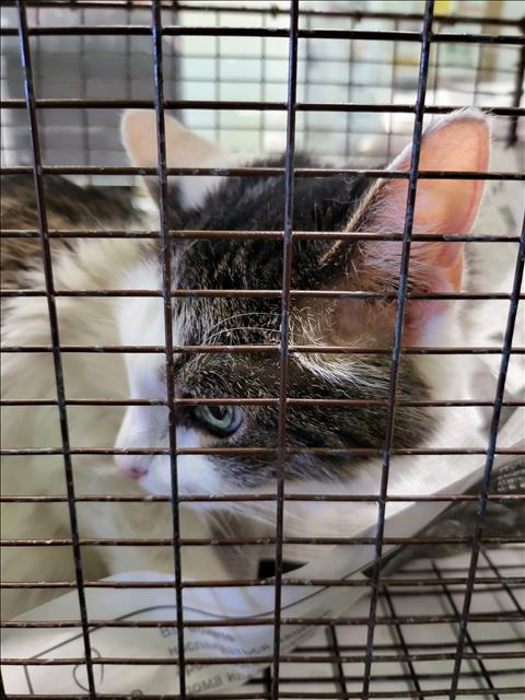 LUNA, Senior Domestic Short Hair (medium coat), cat for adoption in Brea, California