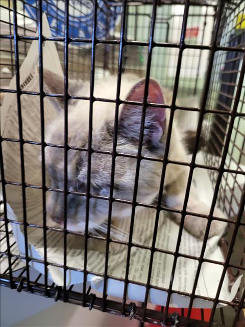 SPARKY, Senior Domestic Short Hair (medium coat), cat for adoption in Brea, California