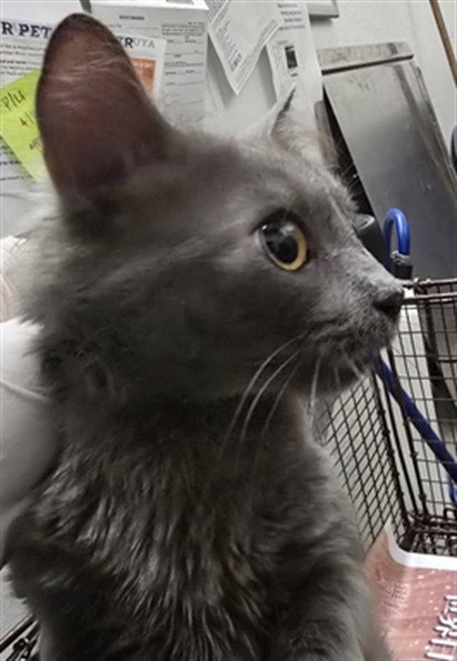 TOM, Adult Domestic Short Hair (medium coat), cat for adoption in Brea, California