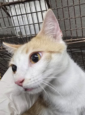LUZ, Adult Domestic Short Hair (medium coat), cat for adoption in Brea, California