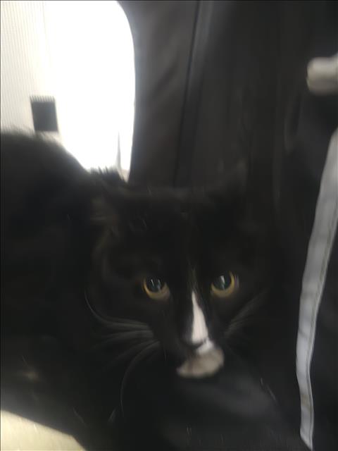 PELUSA, Adult Domestic Short Hair (medium coat), cat for adoption in Brea, California