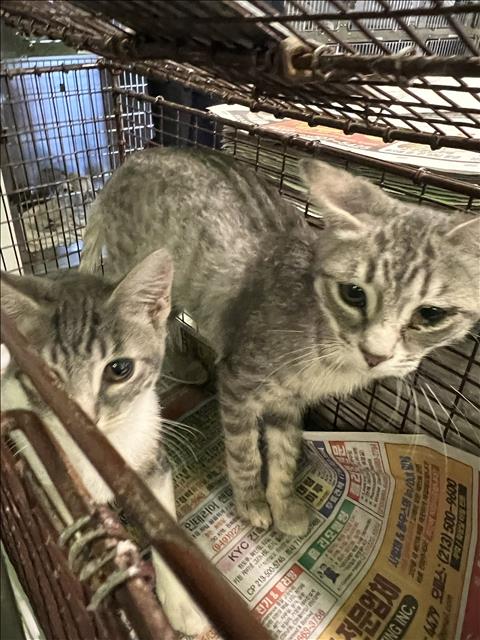 SOFIA, Baby Domestic Short Hair (medium coat), cat for adoption in Brea, California