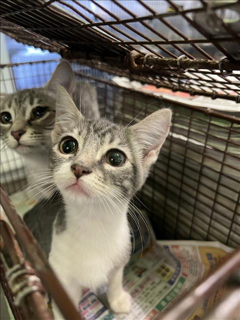 SOFIA, Baby Domestic Short Hair (medium coat), cat for adoption in Brea, California