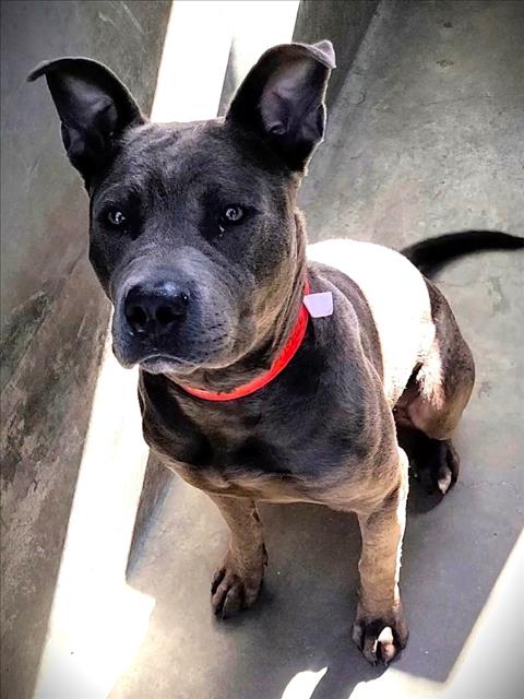 THOR, an adoptable Pit Bull Terrier in Los Angeles, CA