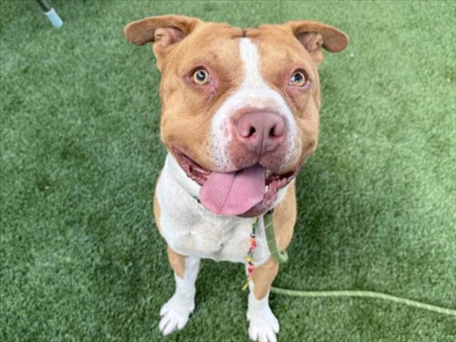 WILBUR, an adoptable Pit Bull Terrier in Los Angeles, CA