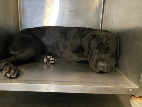 MATT, an adoptable Mastiff in Los Angeles, CA