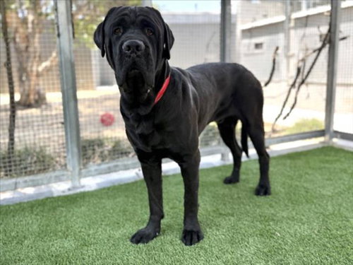 MATT, an adoptable Mastiff in Los Angeles, CA