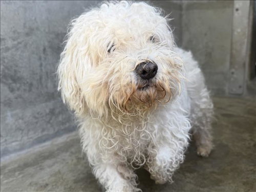 SNOOPY, an adoptable Poodle in Los Angeles, CA