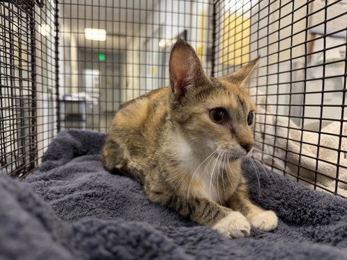SEASHELL, Adult Domestic Short Hair (medium coat), cat for adoption in Alhambra, California