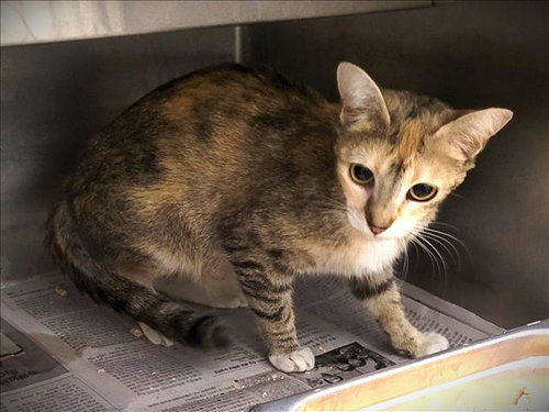 SEASHELL, Adult Domestic Short Hair (medium coat), cat for adoption in Paramount, California