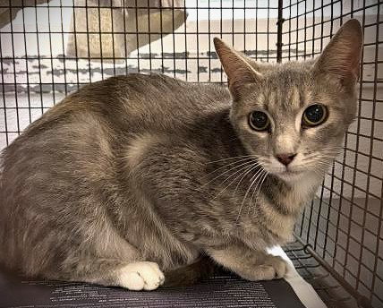 SUSHI, Adult Domestic Short Hair (medium coat), cat for adoption in Alhambra, California