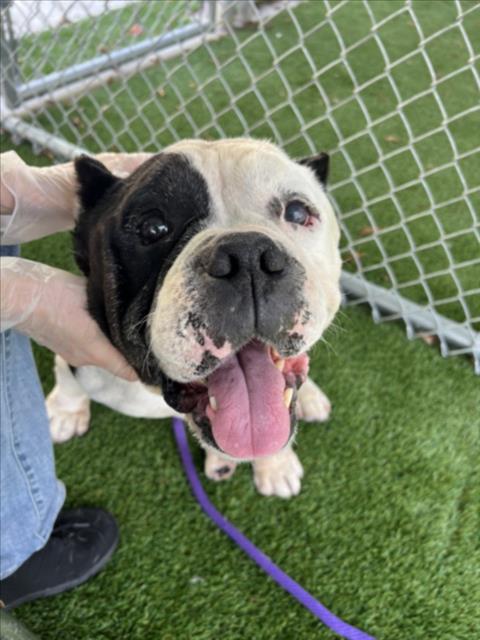 BRUTUS, an adoptable Pit Bull Terrier in Los Angeles, CA