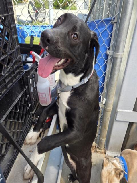 TOBY, an adoptable Pit Bull Terrier in Los Angeles, CA