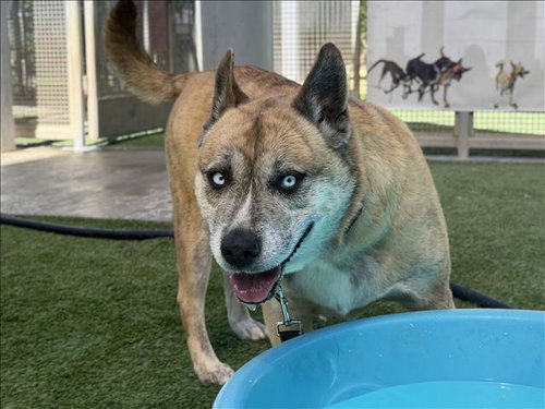 NANOOK, an adoptable Akita in Los Angeles, CA