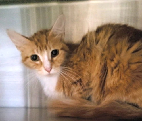 ANDREA, Adult Domestic Short Hair (medium coat), cat for adoption in Alhambra, California