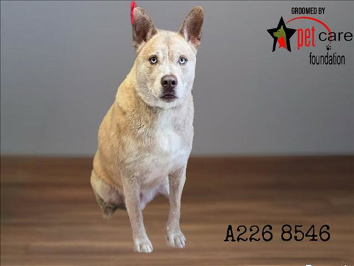 KAZUMA, an adoptable Akita in Los Angeles, CA