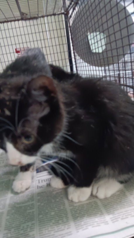 ITSY, Baby Domestic Medium Hair (medium coat), cat for adoption in Alhambra, California