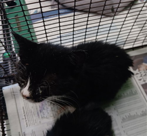BITSEY, Baby Domestic Medium Hair (medium coat), cat for adoption in Alhambra, California