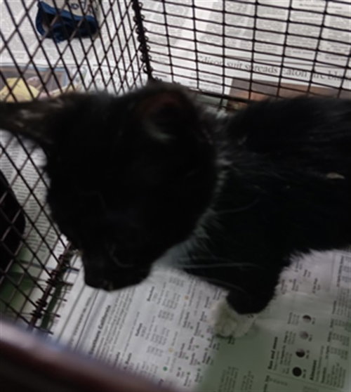 NABBY, Baby Domestic Medium Hair (medium coat), cat for adoption in Alhambra, California