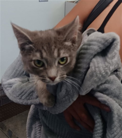 SNOOKER, Young Domestic Short Hair (medium coat), cat for adoption in Alhambra, California