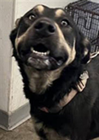 DOLIVER, an adoptable German Shepherd Dog in Los Angeles, CA