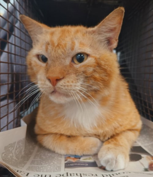 A2269088, Adult Domestic Short Hair (medium coat), cat for adoption in Alhambra, California