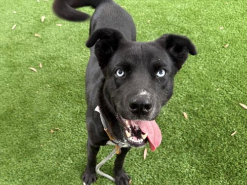 BLUEBERRY, an adoptable Labrador Retriever in Los Angeles, CA