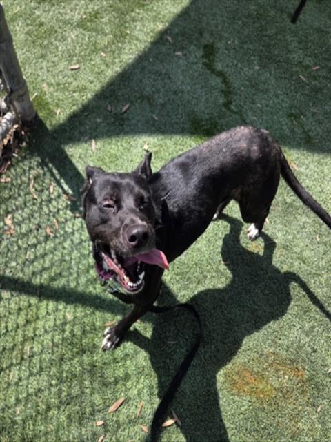 SUNSHINE, an adoptable Pit Bull Terrier in Los Angeles, CA