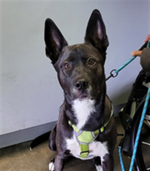 BODE, an adoptable Labrador Retriever in Los Angeles, CA