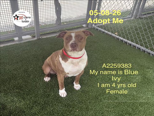 BLUE IVY, an adoptable American Staffordshire Terrier in Los Angeles, CA